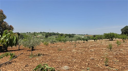 Terreno Agricolo e Ciliegeto a Castellana Grotte